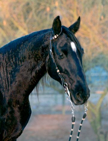 CAL DE TRAP MISSOURI